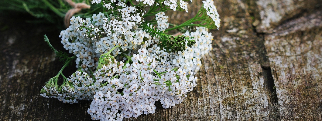 Stolisnik za hemoroide - Učinkovito prirodno rješenje