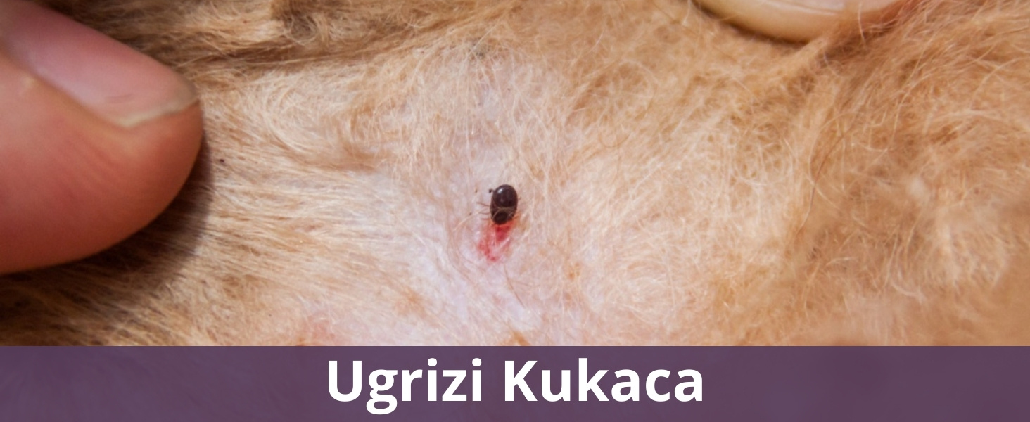 Ugrizi Kukaca