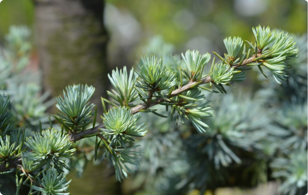 U čemu pomaže Eterično ulje Cedar Atlas?