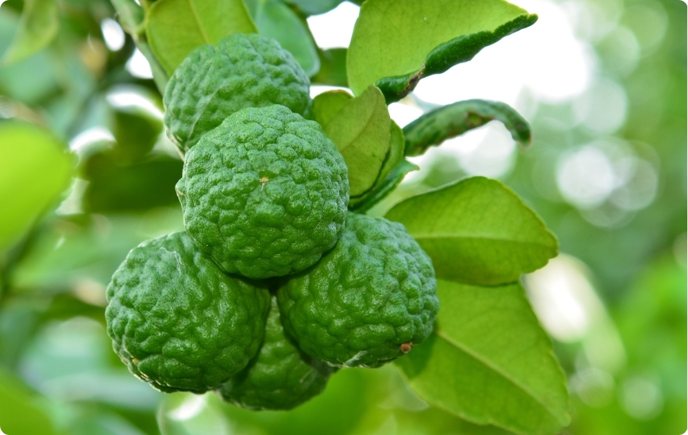 U čemu pomaže Eterično ulje Bergamot?