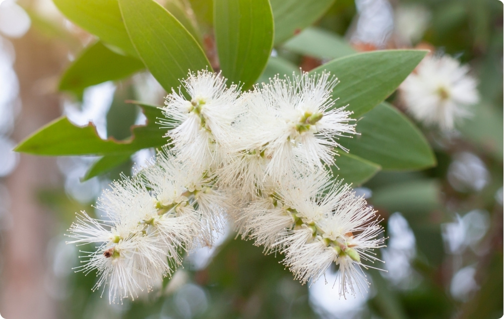 U čemu pomaže Eterično ulje Kajeput?