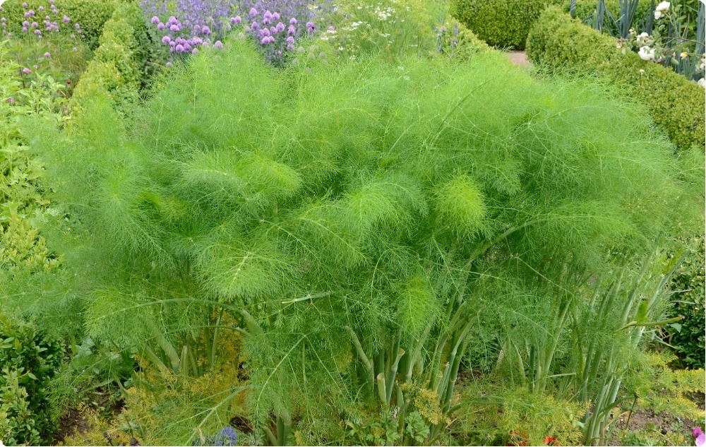 U čemu pomaže Eterično ulje Kopar?