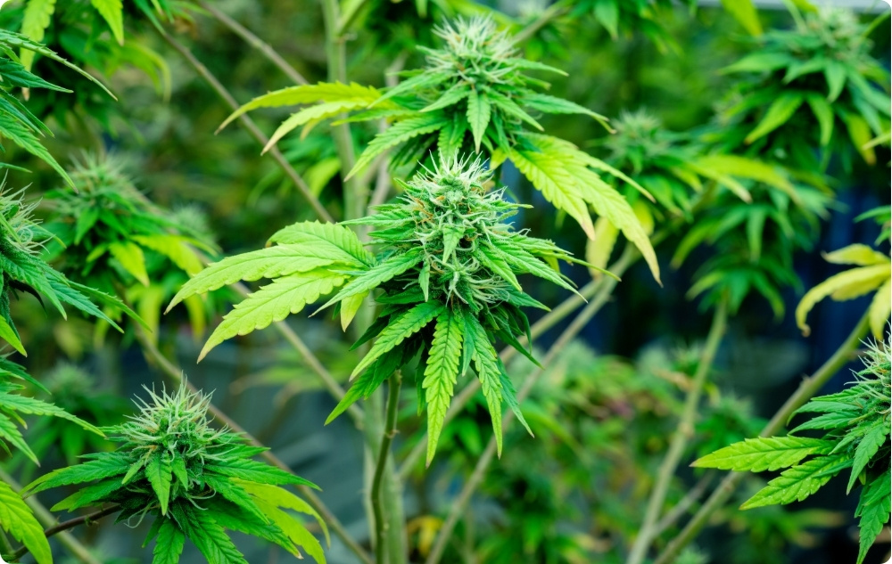 U čemu pomaže Bazno ulje Sjemenki Konoplje?