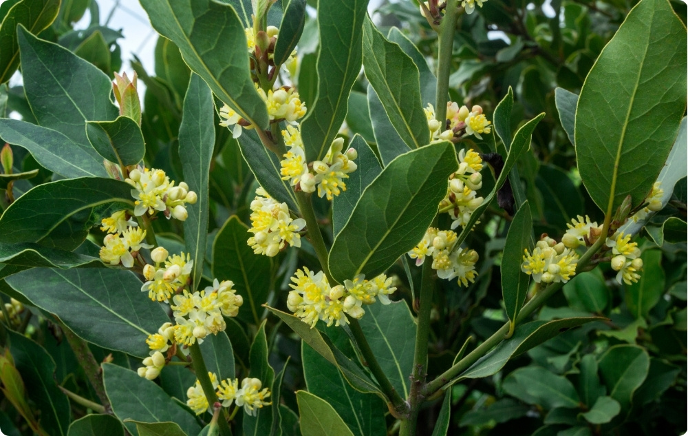 U čemu pomaže Eterično ulje Lovor lista?