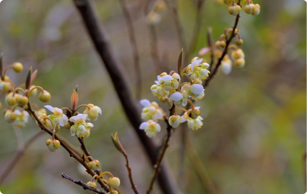U čemu pomaže Eterično ulje Litsea Cubeba?