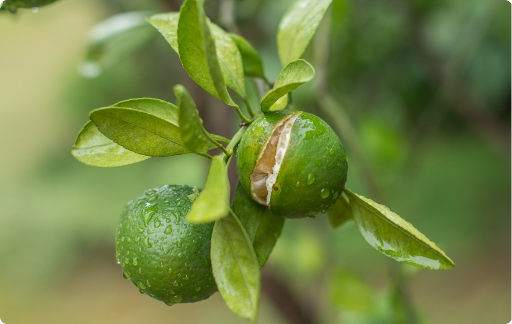 U čemu pomaže Eterično ulje Mandarina?