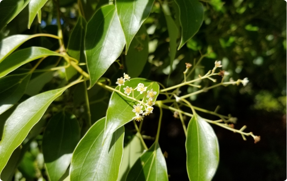 U čemu pomaže Eterično ulje Ravensara?