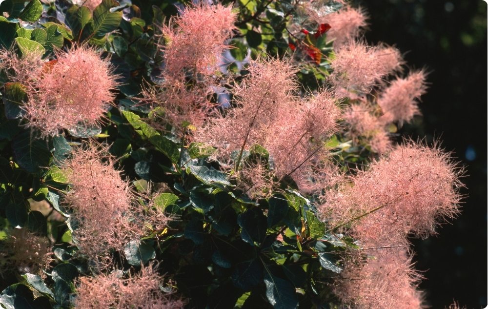 U čemu pomaže Rujevina Cvjetna vodica?