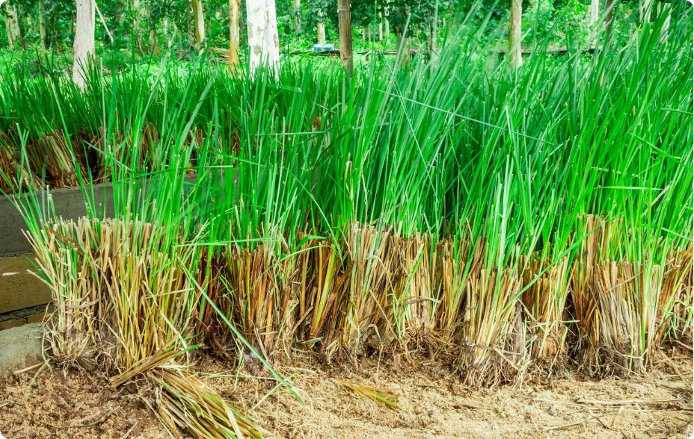 U čemu pomaže Eterično ulje Vetiver?