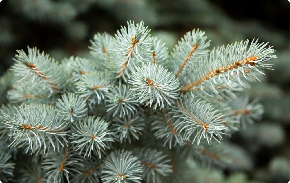 U čemu pomaže Eterično ulje Jela Bijela?