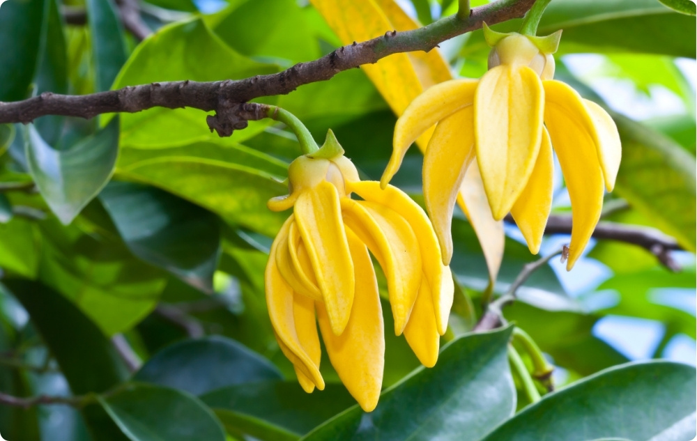 U čemu pomaže Eterično ulje Ylang-ylang?