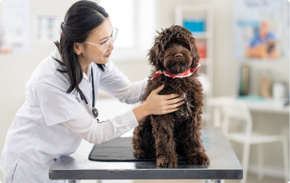 Why are regular veterinary checkups important?