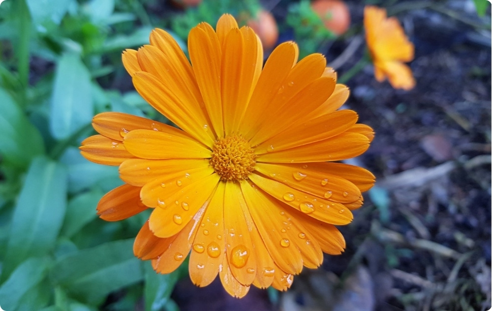 Mast za Opekline i Rane s Nevenom - 40ml