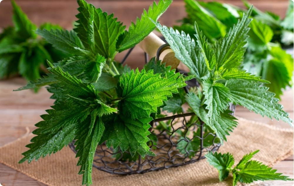 Mast za Zglobove od Gaveza i Koprive - 40ml