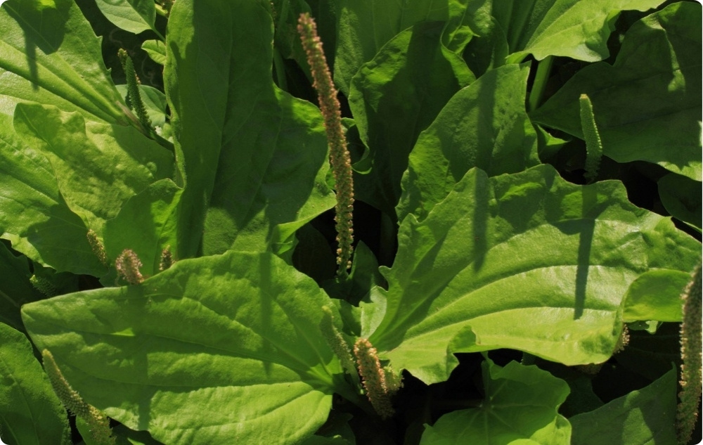 Mast za Svrbež s Trputcem - 40ml